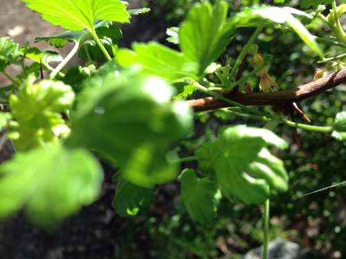 iNaturalist observation photo of Dicots