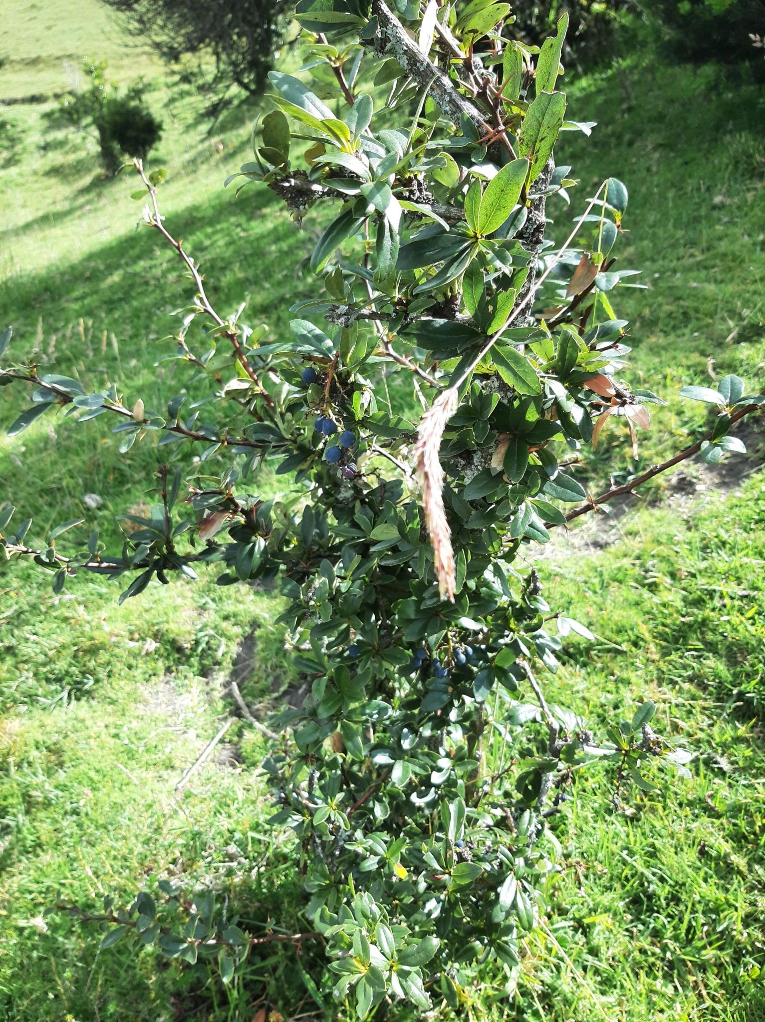 Berberis hallii image
