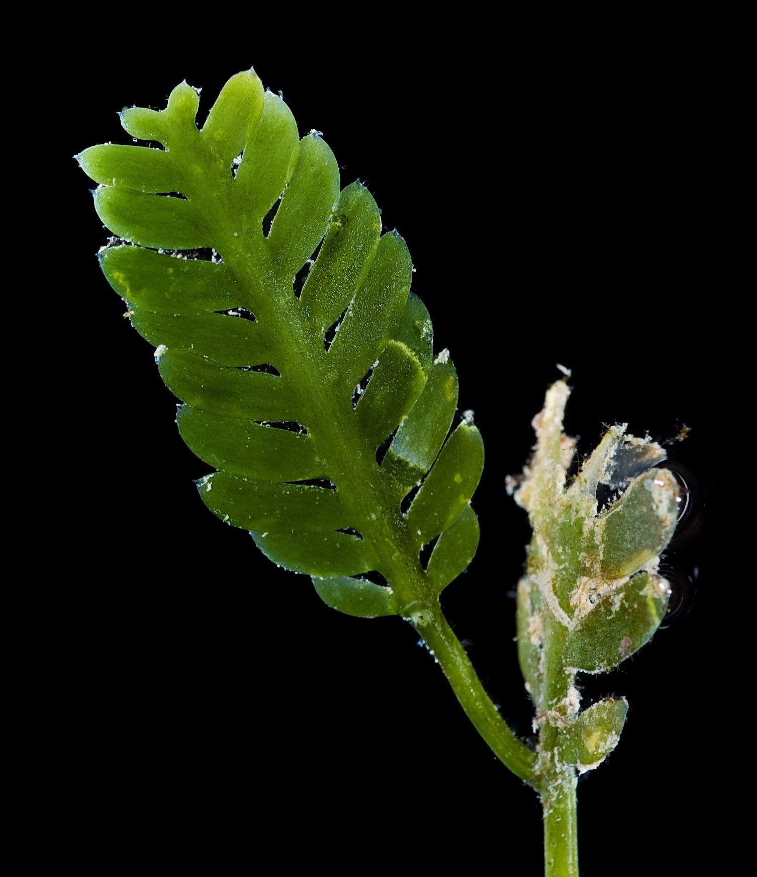 Caulerpa mexicana