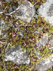 Coprosma atropurpurea