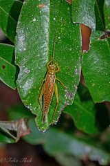 Unka tribulatio