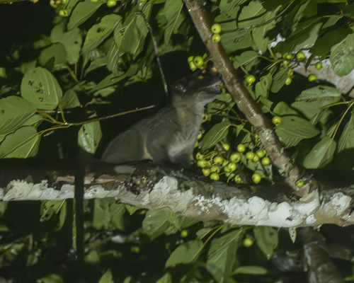 Small-toothed Palm Civet