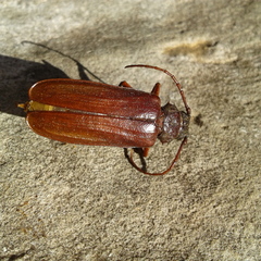 Cacodacnus planicollis