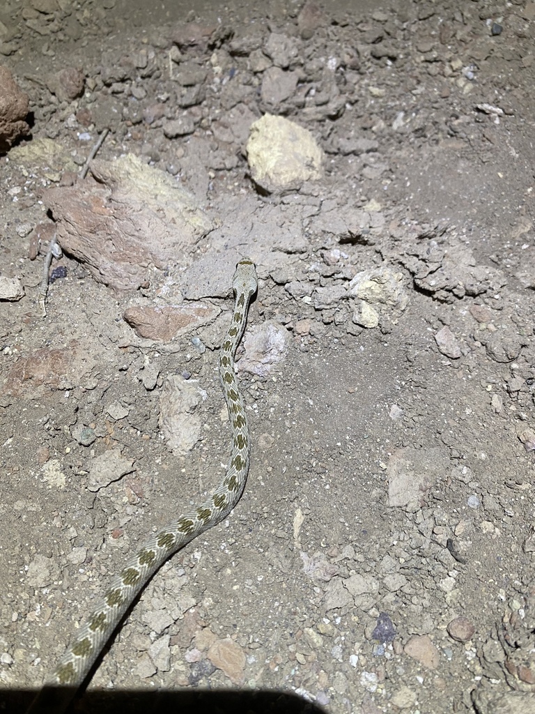 Diadem Snake