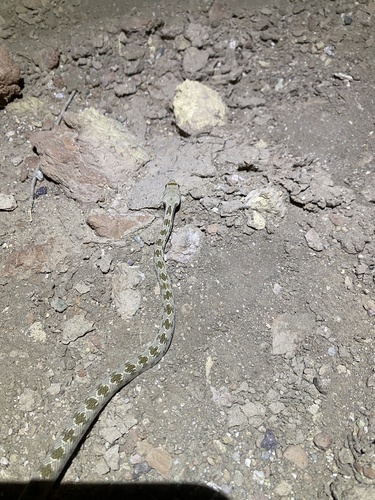 Diadem Snake