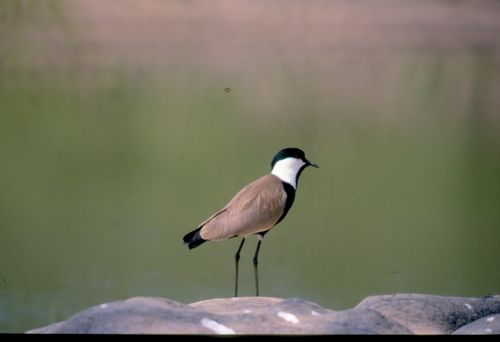 Spur-winged Lapwing