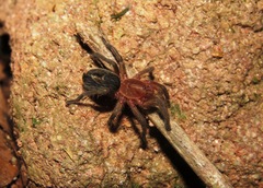 Plesiopelma