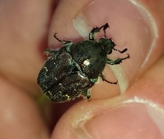 Euphoria sepulcralis