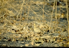 Pterocles quadricinctus