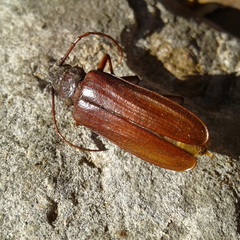 Cacodacnus planicollis