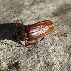 Cacodacnus planicollis
