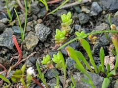 Crassula connata