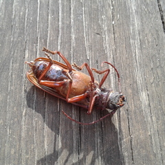 Cacodacnus planicollis