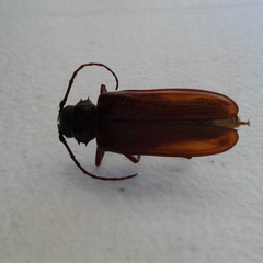 Cacodacnus planicollis