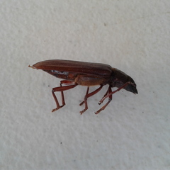 Cacodacnus planicollis