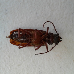 Cacodacnus planicollis