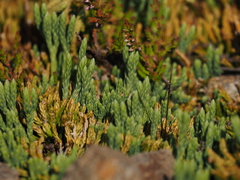 Diphasiastrum alpinum image