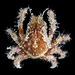 Speck-claw Decorator Crab - Photo (c) carriebowbiodiversity, some rights reserved (CC BY-NC), uploaded by carriebowbiodiversity
