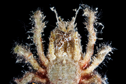 Omalacantha