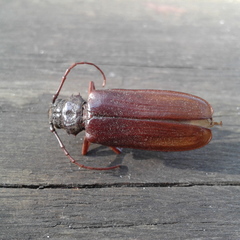 Cacodacnus planicollis