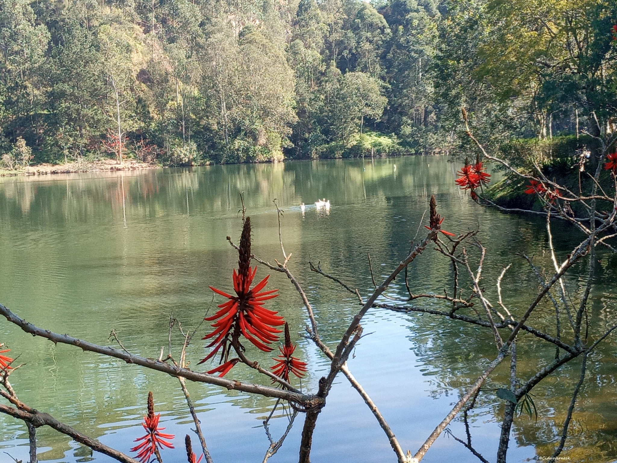 Erythrina speciosa