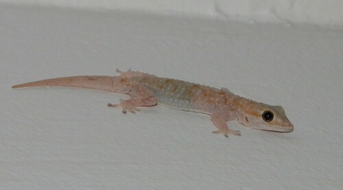 Moorish Gecko