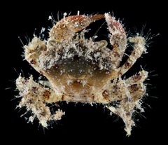Pilumnus