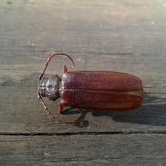 Cacodacnus planicollis