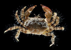 Pilumnus