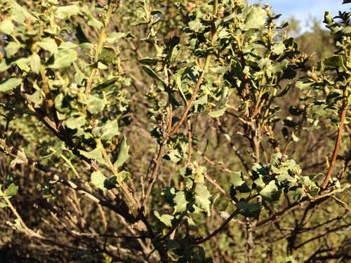 iNaturalist observation photo of coyote brush