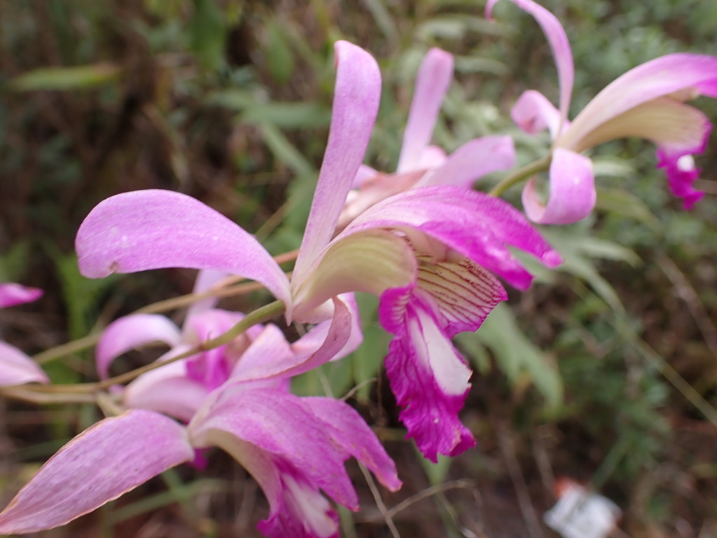 Bletia jucunda