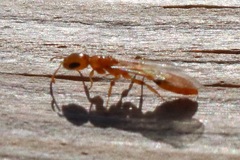 Pseudomyrmex pallidus