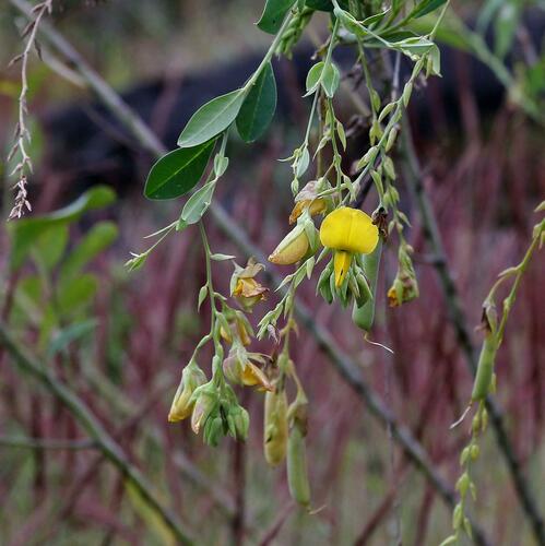 Crotalaria paulina