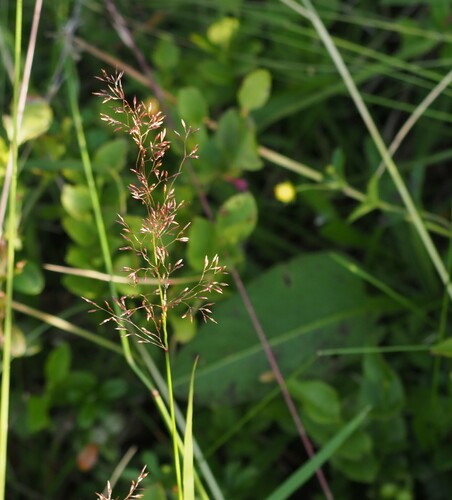 Agrostis canina iNat (1)