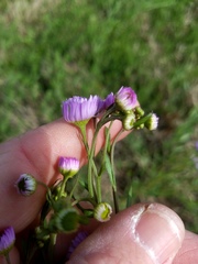 Erigeron tenuis