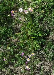 Erigeron tenuis