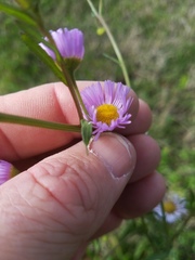 Erigeron tenuis