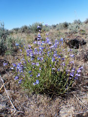 Penstemon cusickii