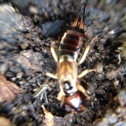 iNaturalist observation photo of Western Earwig