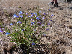 Penstemon cusickii