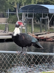 Cairina moschata domestica