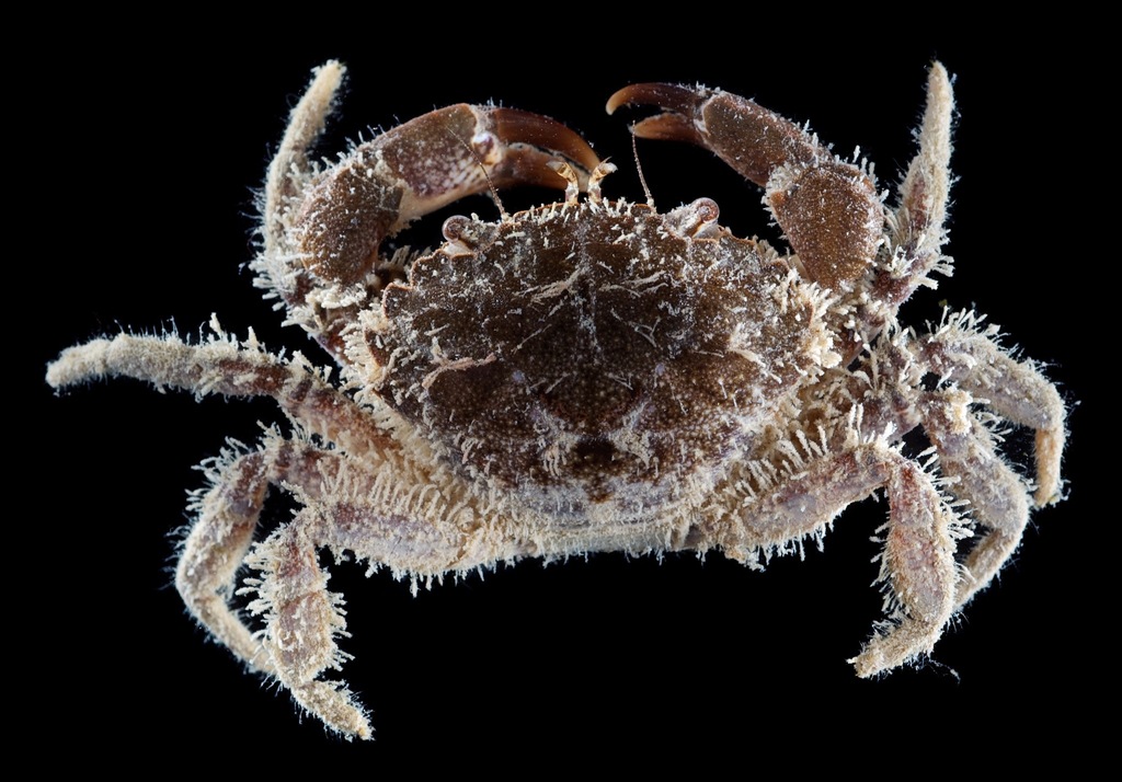 Flatback Mud Crab from mangrove channel, Twin Cays, Carrie Bow Cay