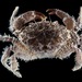 Flatback Mud Crab - Photo (c) carriebowbiodiversity, some rights reserved (CC BY-NC), uploaded by carriebowbiodiversity
