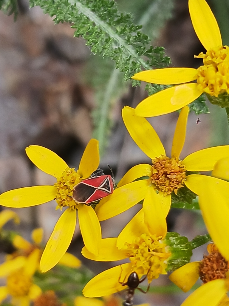 White-crossed Seed Bug from Wallowa County, US-OR, US on July 27, 2023 ...