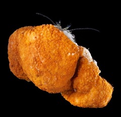 Moreiradromia antillensis