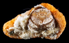 Moreiradromia antillensis