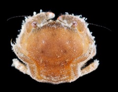 Moreiradromia antillensis