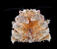 Moreiradromia antillensis