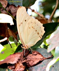Morpho polyphemus