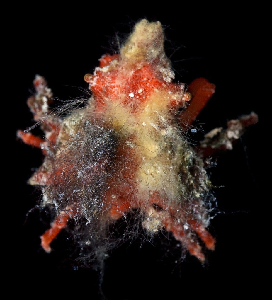 Macrocoeloma